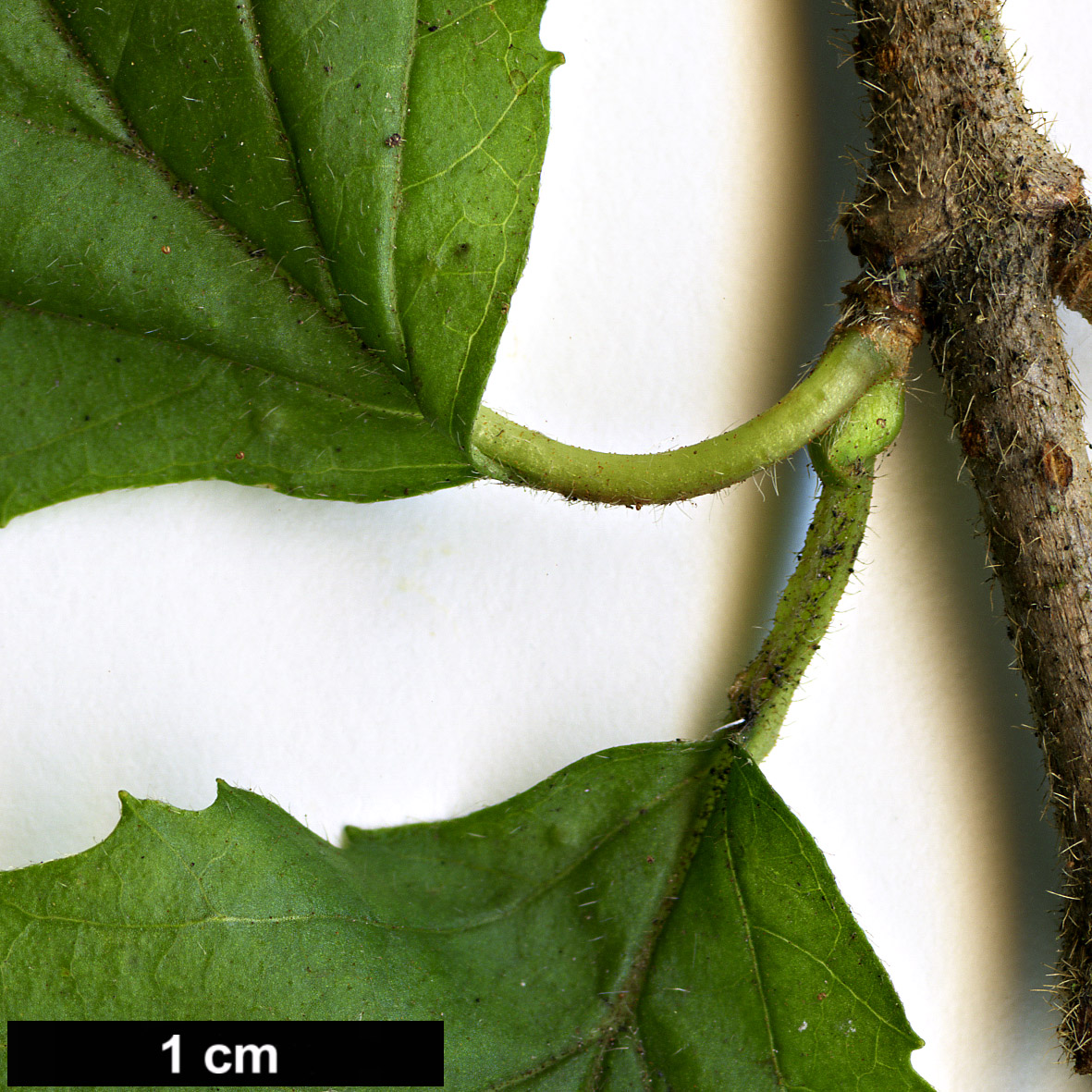 High resolution image: Family: Adoxaceae - Genus: Viburnum - Taxon: dilatatum - SpeciesSub: f. pilosum